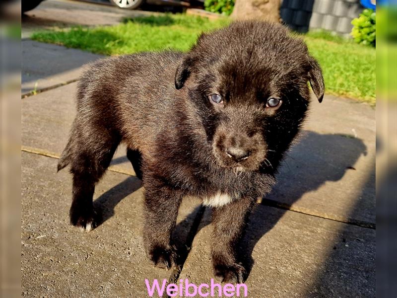 Schäferhund Welpen