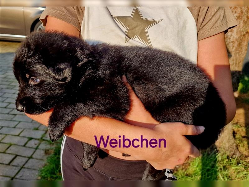 Schäferhund Welpen