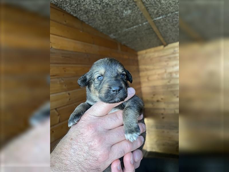 Deutscher Schäferhund Welpen