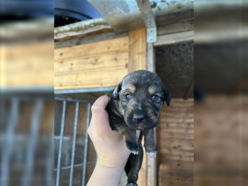 Deutscher Schäferhund Welpen