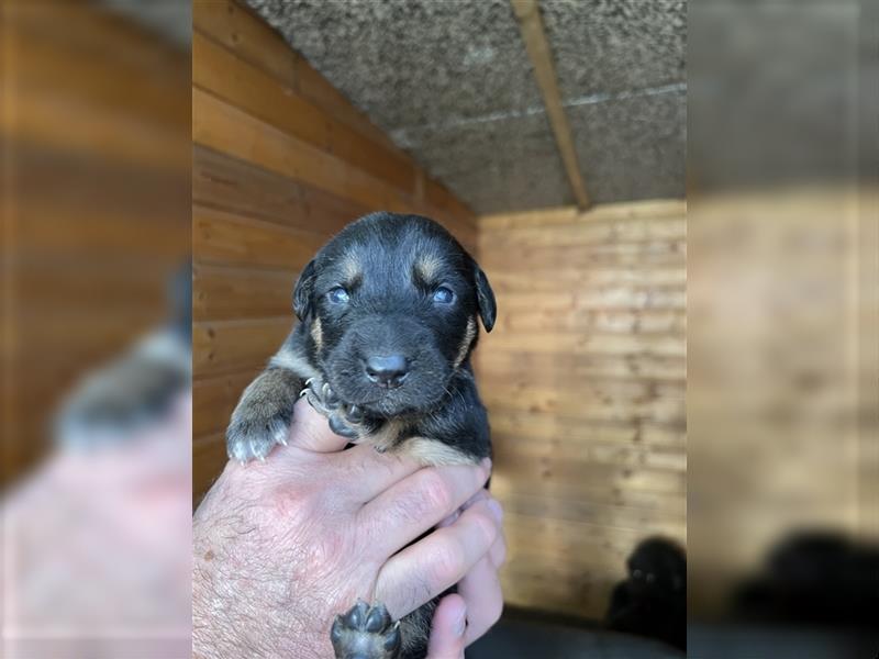 Deutscher Schäferhund Welpen