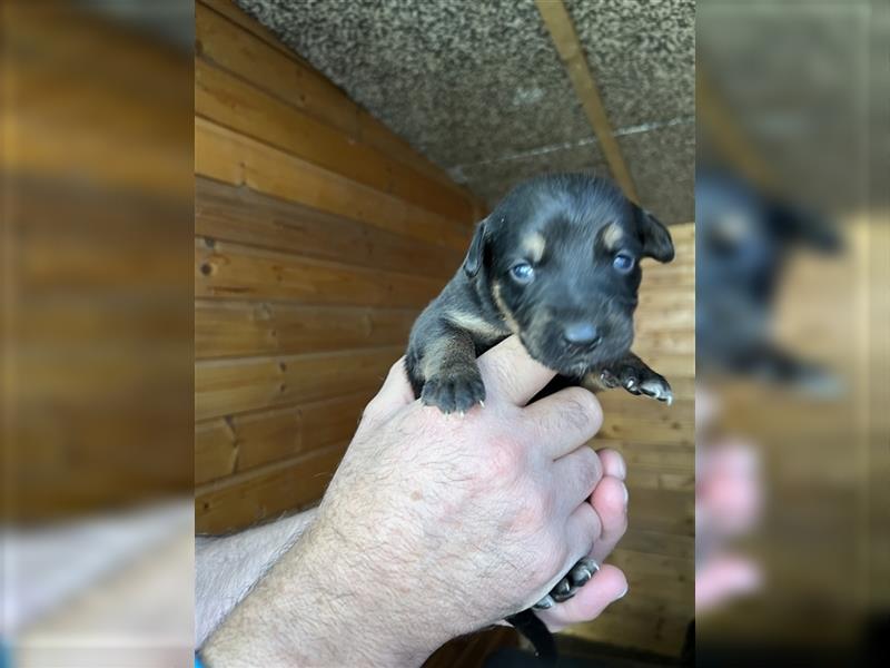 Deutscher Schäferhund Welpen