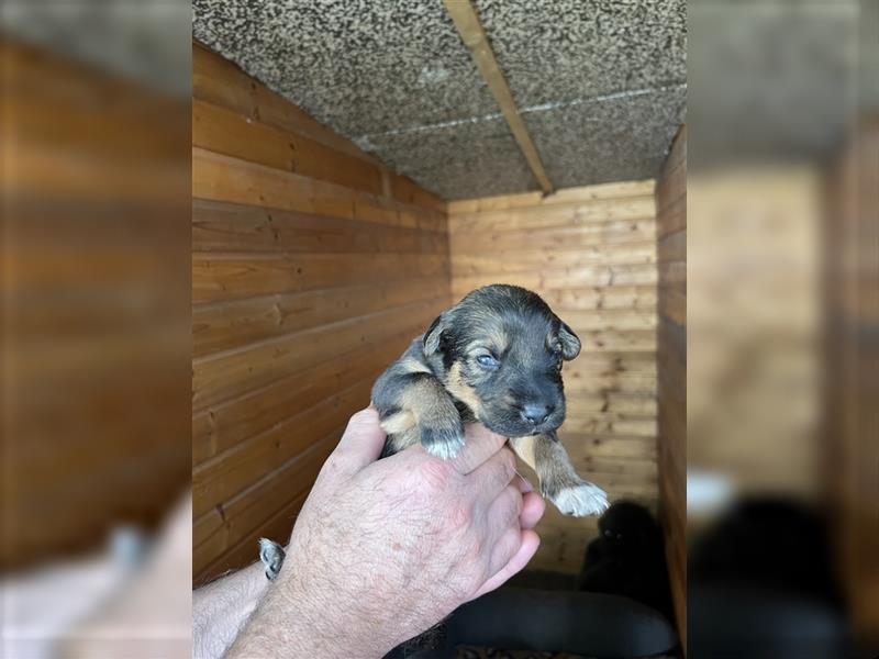 Deutscher Schäferhund Welpen