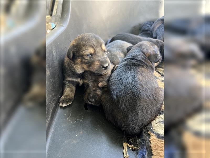 Deutscher Schäferhund Welpen