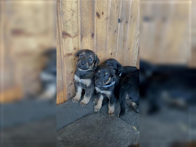 Deutscher Schäferhund Welpen