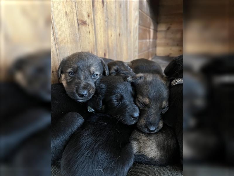 Deutscher Schäferhund Welpen