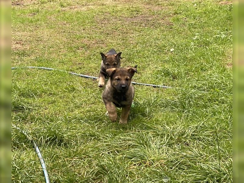 Schäferhundwelpen in liebevolle Hände geben