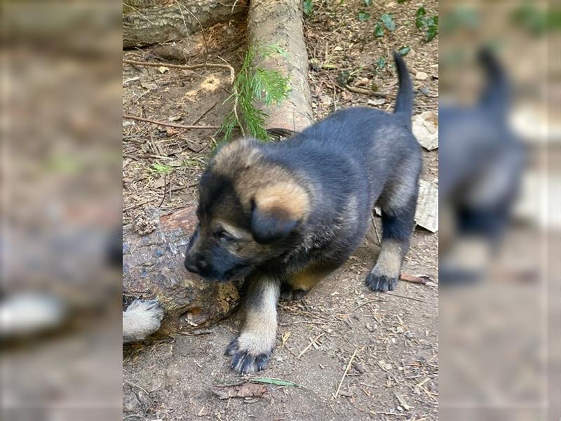 Schäferhundwelpen in liebevolle Hände geben