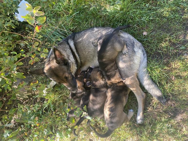 Schäferhundwelpen in liebevolle Hände geben