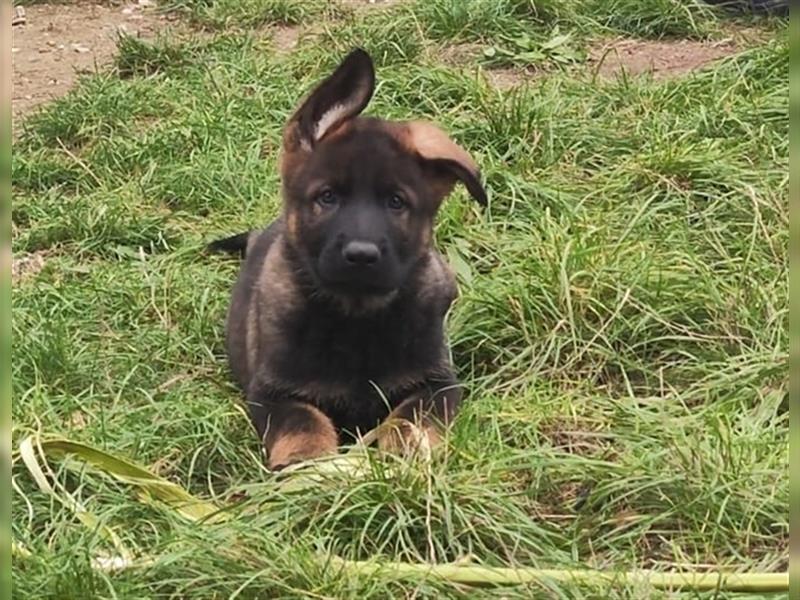 Dt. Schäferhundwelpen Rüden aus 100% DDR-Blutlinien m. SVPap..