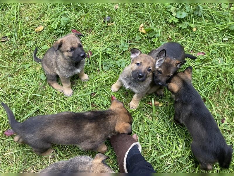 Schäferhundwelpen in liebevolle Hände geben