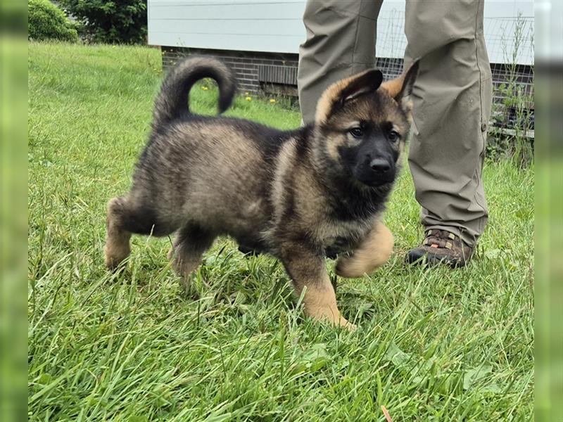 Schäferhund Welpen