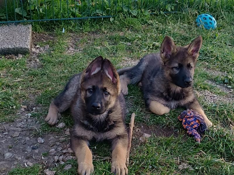 Schäferhund Welpen