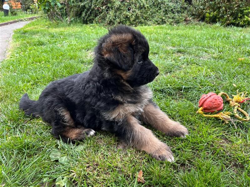 Welpen Deutscher Schäferhund Langstockhaar