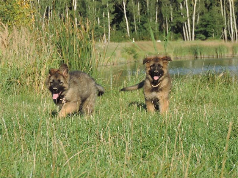 Langstockhaar Deutscher Schäferhund