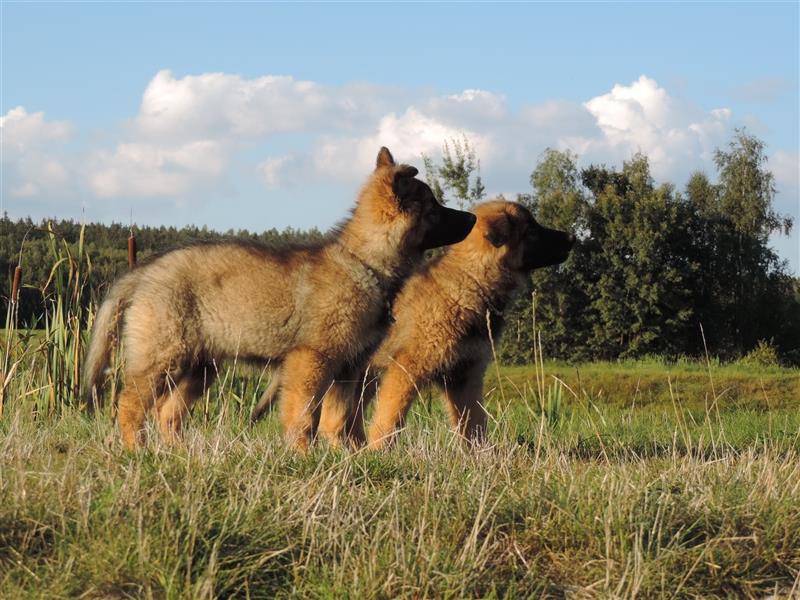 Langstockhaar Deutscher Schäferhund