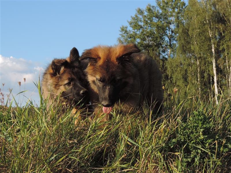 Langstockhaar Deutscher Schäferhund