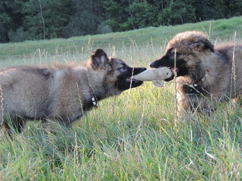 Langstockhaar Deutscher Schäferhund