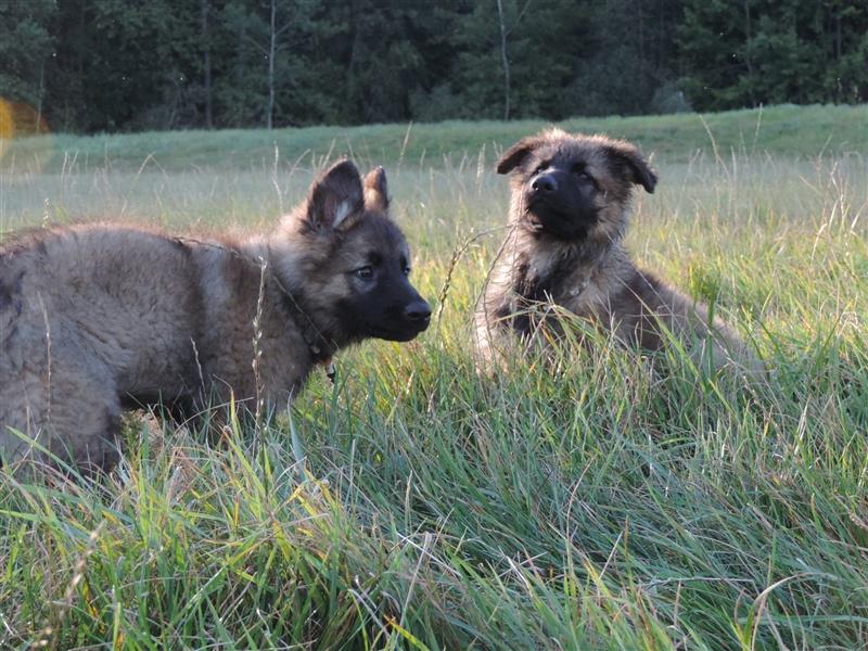 Langstockhaar Deutscher Schäferhund