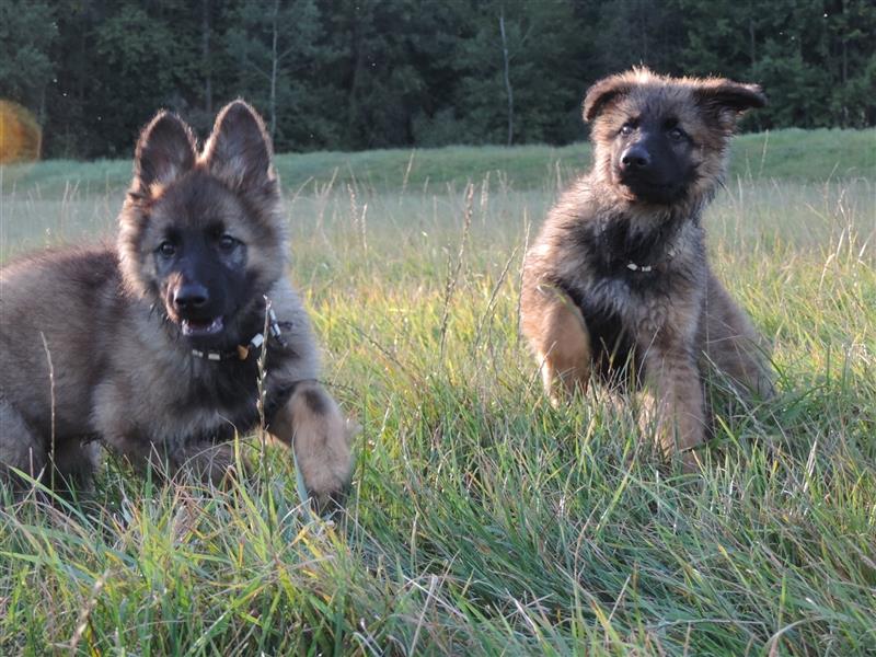 Langstockhaar Deutscher Schäferhund