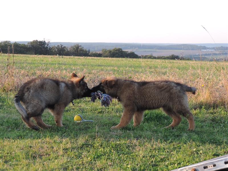 Langstockhaar Deutscher Schäferhund