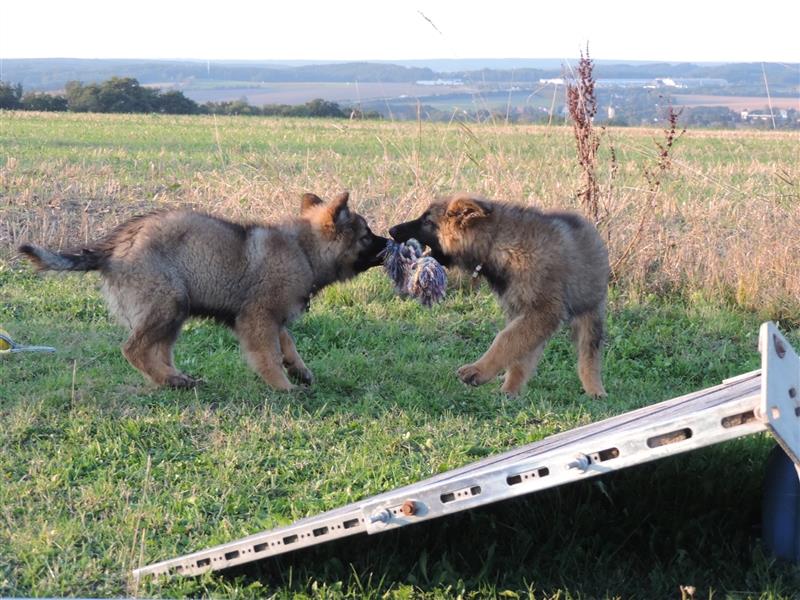 Langstockhaar Deutscher Schäferhund