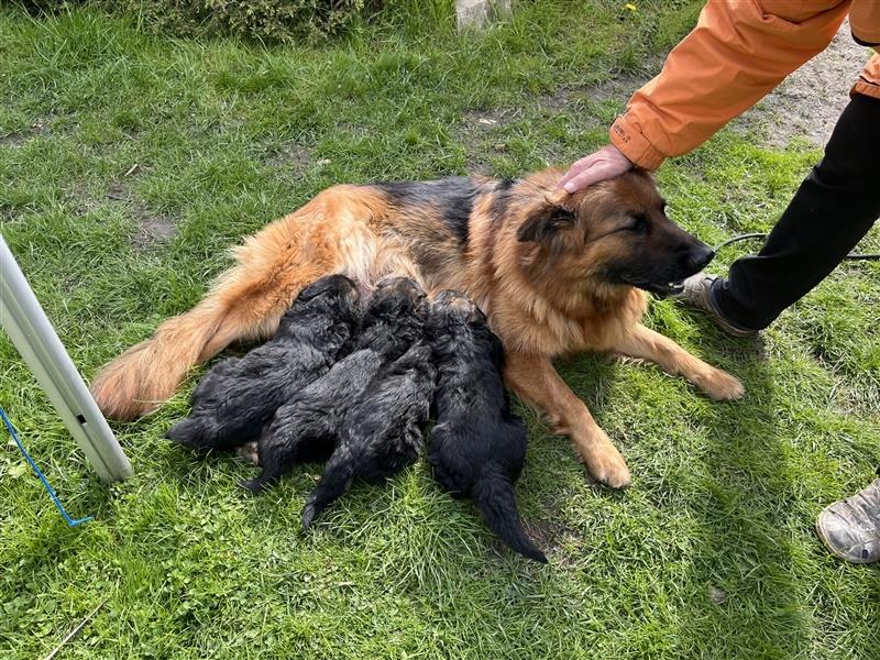 Welpen Deutscher Schäferhund Langstockhaar