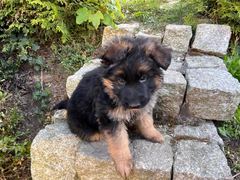 Welpen Deutscher Schäferhund Langstockhaar