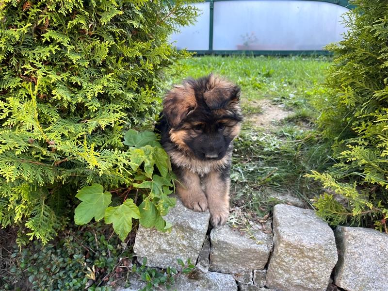 Welpen Deutscher Schäferhund Langstockhaar