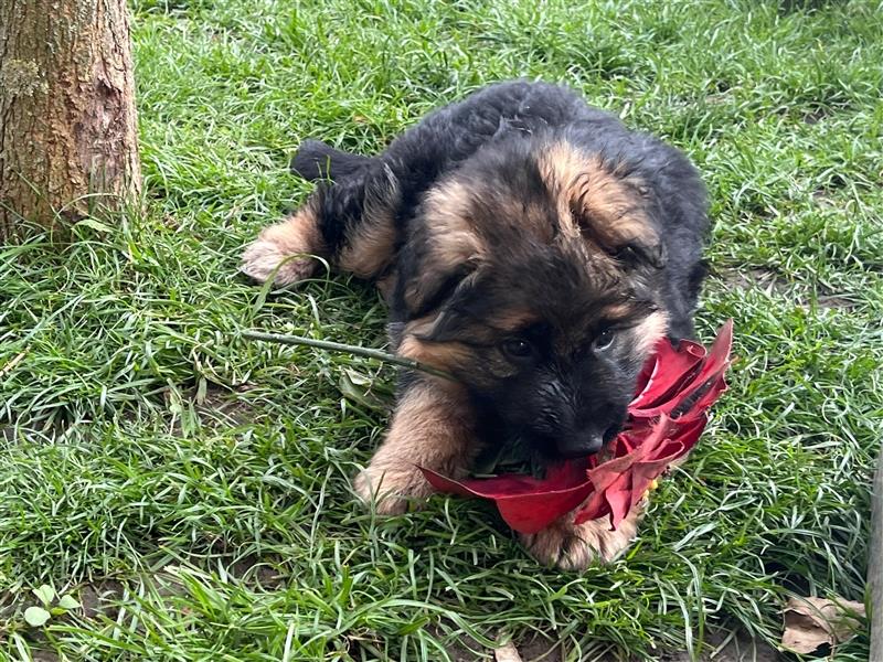 Welpen Deutscher Schäferhund Langstockhaar