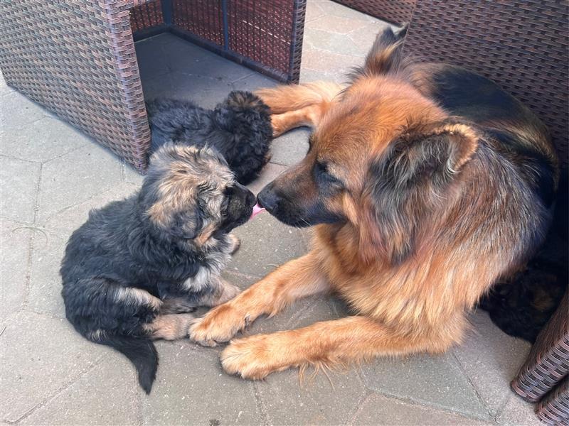 Welpen Deutscher Schäferhund Langstockhaar