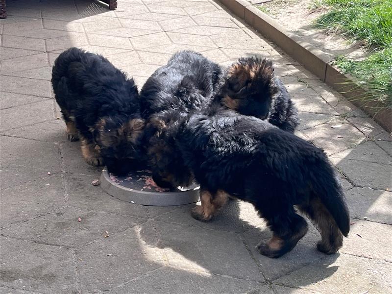 Welpen Deutscher Schäferhund Langstockhaar