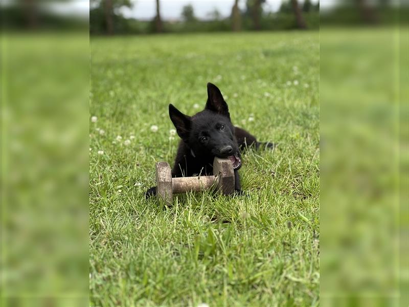 Deutscher Schäferhund - Welpen