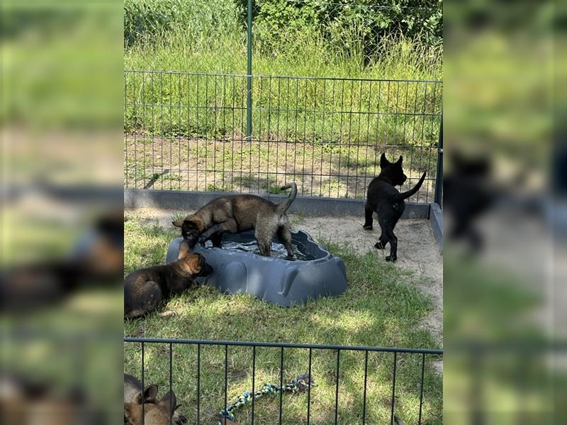 Deutscher Schäferhund - Welpen