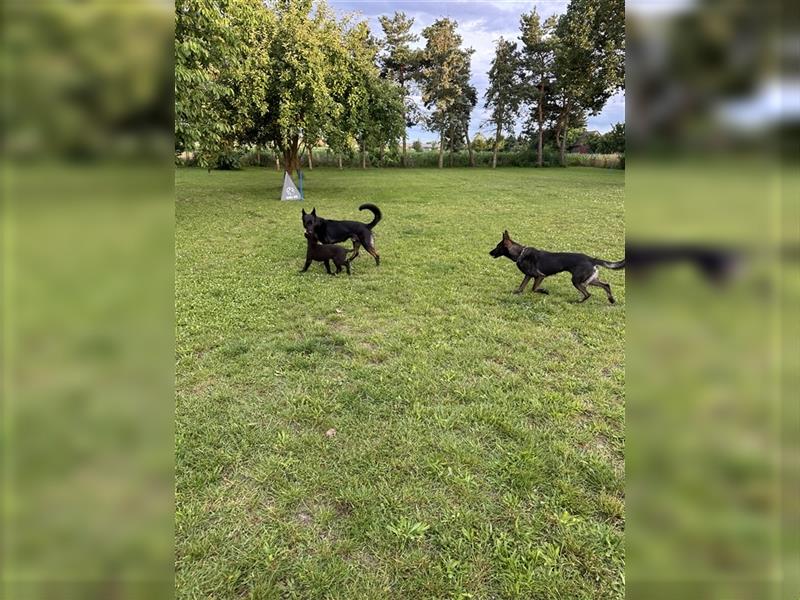 Deutscher Schäferhund - Welpen