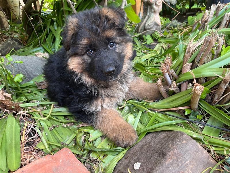 Welpen Deutscher Schäferhund Langstockhaar