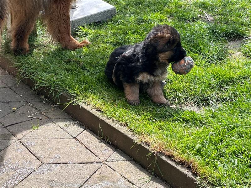 Welpen Deutscher Schäferhund Langstockhaar