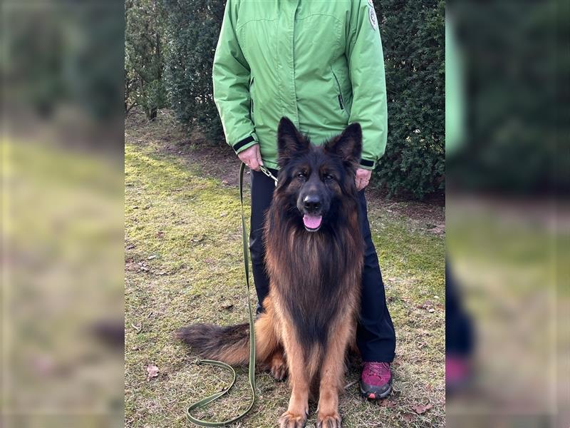 Welpen Deutscher Schäferhund Langstockhaar