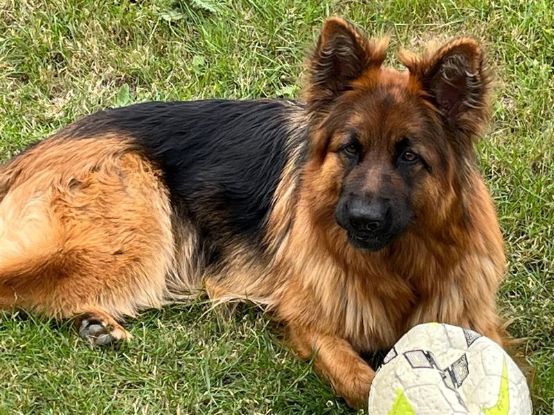 Welpen Deutscher Schäferhund Langstockhaar