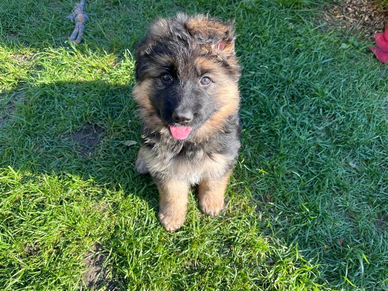 Welpen Deutscher Schäferhund Langstockhaar