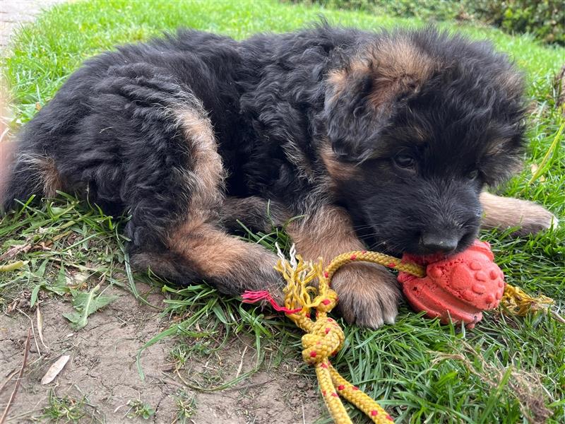 Welpen Deutscher Schäferhund Langstockhaar