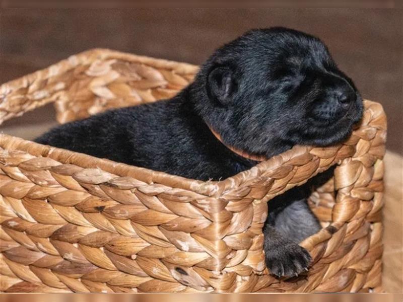 gerader Rücken Deutscher Schäferhund Welpen reinrassig Leistungslinie DDR HD/ED frei!