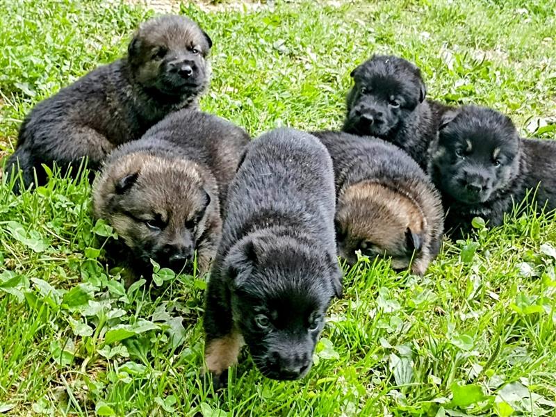 gerader Rücken Deutscher Schäferhund Welpen reinrassig Leistungslinie DDR HD/ED frei!