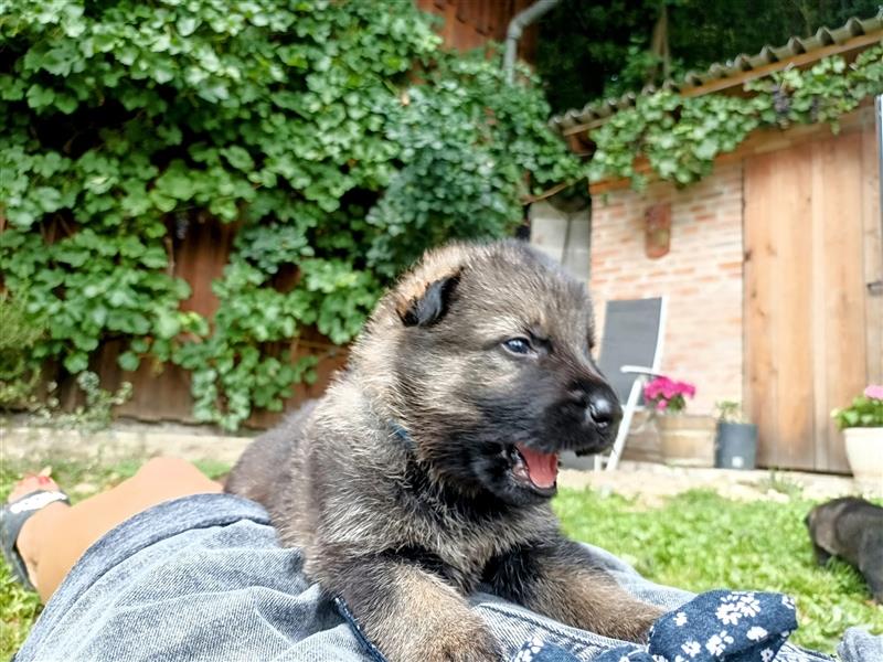 gerader Rücken Deutscher Schäferhund Welpen reinrassig Leistungslinie DDR HD/ED frei!