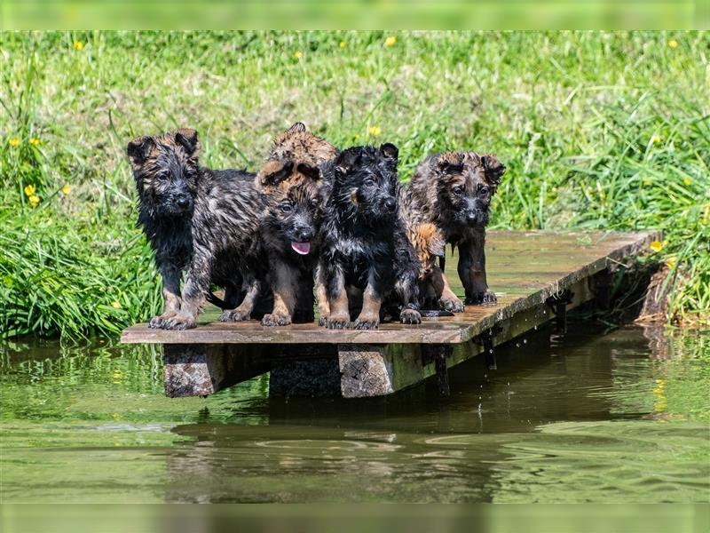 gerader Rücken Deutscher Schäferhund Welpen reinrassig Leistungslinie DDR HD/ED frei!