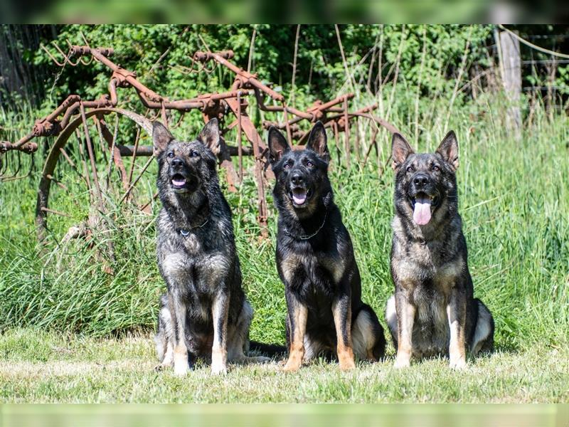 gerader Rücken Deutscher Schäferhund Welpen reinrassig Leistungslinie DDR HD/ED frei!