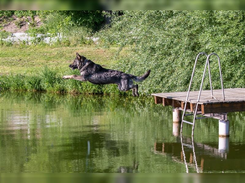 gerader Rücken Deutscher Schäferhund Welpen reinrassig Leistungslinie DDR HD/ED frei!