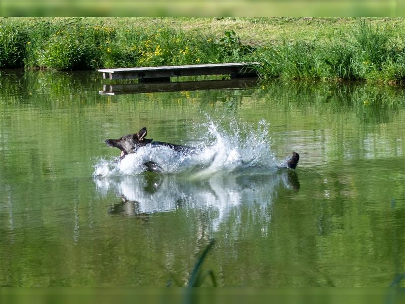 gerader Rücken Deutscher Schäferhund Welpen reinrassig Leistungslinie DDR HD/ED frei!