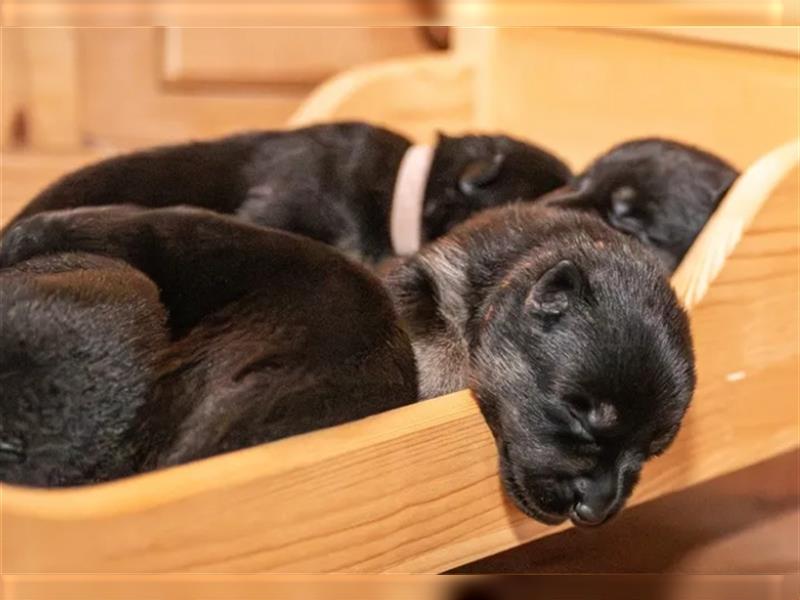 gerader Rücken Deutscher Schäferhund Welpen reinrassig Leistungslinie DDR HD/ED frei!