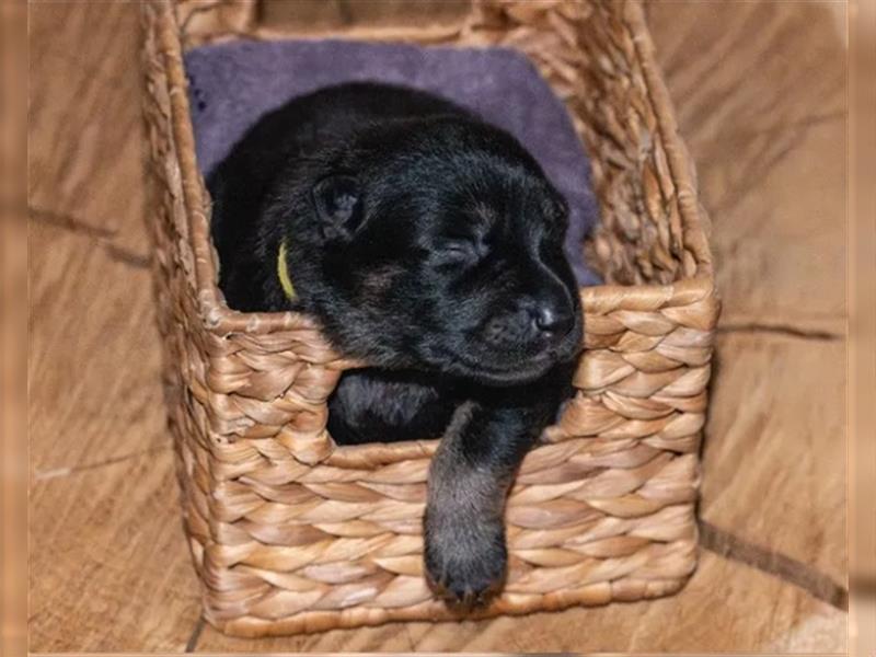 gerader Rücken Deutscher Schäferhund Welpen reinrassig Leistungslinie DDR HD/ED frei!